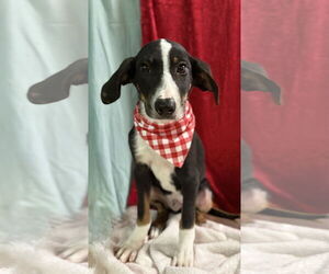 Rat Terrier-Unknown Mix Dogs for adoption in Oakhurst, NJ, USA