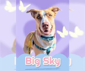 Siberian Husky-Unknown Mix Dogs for adoption in Brighton, CO, USA
