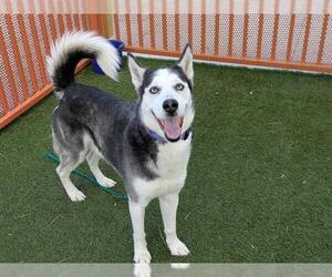 Siberian Husky-Unknown Mix Dogs for adoption in Las Vegas, NV, USA