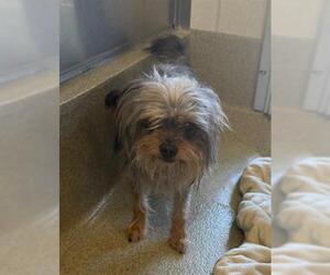 Mutt Dogs for adoption in San Martin, CA, USA