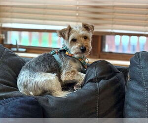 Shih-Poo Dogs for adoption in Glen Haven, WI, USA