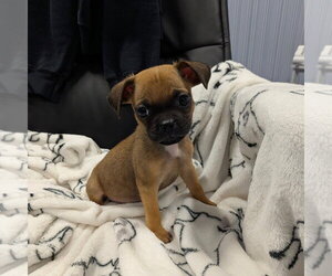 Pug-Unknown Mix Dogs for adoption in Chico, CA, USA