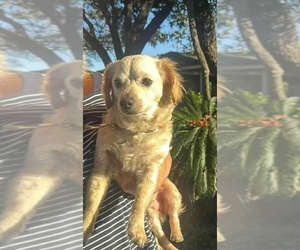 Cockerhuahua Dogs for adoption in Princeton, MN, USA