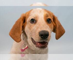 Bloodhound Dogs for adoption in Fort Collins, CO, USA
