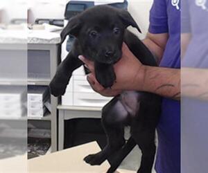 American Pit Bull Terrier-Unknown Mix Dogs for adoption in Pasadena, TX, USA