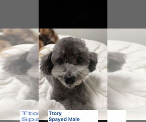 Poodle (Miniature) Dogs for adoption in Agoura Hills, CA, USA