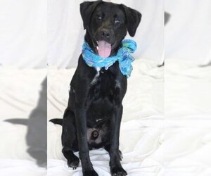 Labrador Retriever Dogs for adoption in Newfoundland, PA, USA
