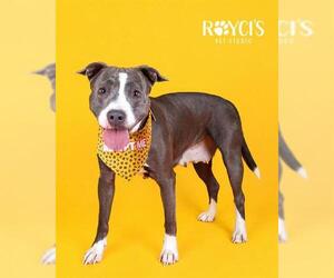 Mutt Dogs for adoption in West Valley, UT, USA