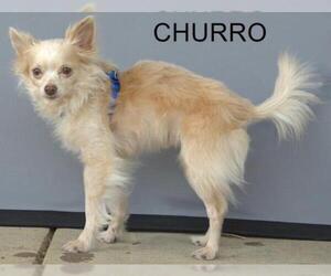 Chihuahua Dogs for adoption in Longview, TX, USA
