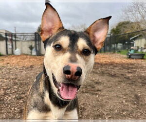 Australian Kelpie-Unknown Mix Dogs for adoption in Santa Cruz, CA, USA