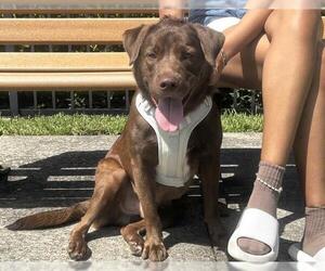 Labrador Retriever-Unknown Mix Dogs for adoption in Orlando, FL, USA
