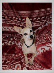 Chihuahua Dogs for adoption in Middletown, MD, USA