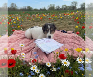 Pyrenees Border Collie Dogs for adoption in MIDWAY, UT, USA