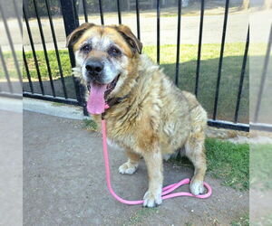 German Shepherd Dog-Unknown Mix Dogs for adoption in Long Beach, CA, USA