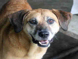 Black Mouth Cur Dogs for adoption in Fort Walton Beach, FL, USA