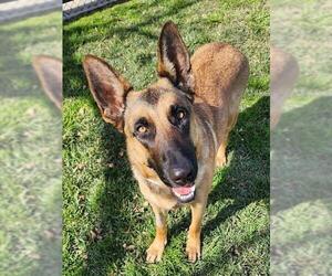German Shepherd Dog Dogs for adoption in Riverside, CA, USA