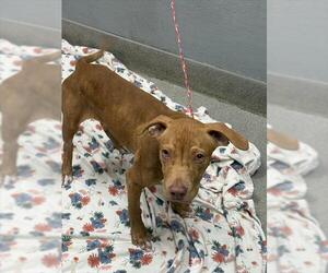 American Pit Bull Terrier-Unknown Mix Dogs for adoption in Las Vegas, NV, USA