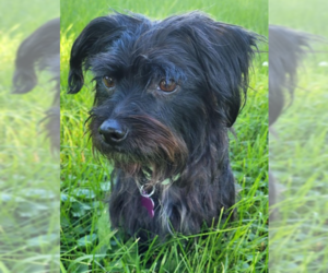 Affenpinscher-Unknown Mix Dogs for adoption in Plymouth, MN, USA
