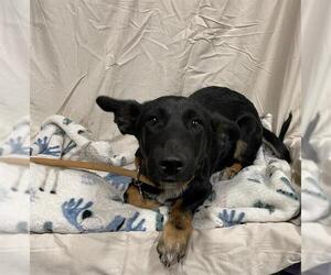 Pembroke Welsh Corgi-Unknown Mix Dogs for adoption in Modesto, CA, USA