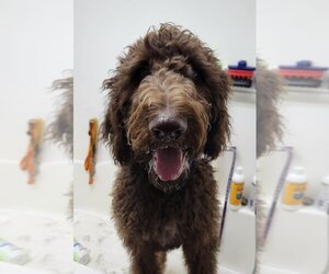 Labradoodle Dogs for adoption in Minneola, FL, USA