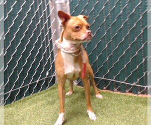 Chihuahua Dogs for adoption in Downey, CA, USA