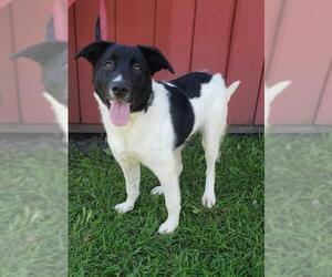 Border Collie Dogs for adoption in Fargo, ND, USA