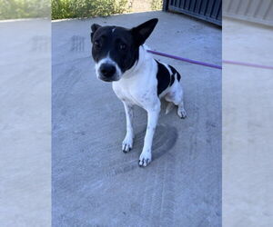 Australian Shepherd Dogs for adoption in Tracy, CA, USA