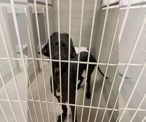 Great Dane-Unknown Mix Dogs for adoption in Virginia Beach, VA, USA