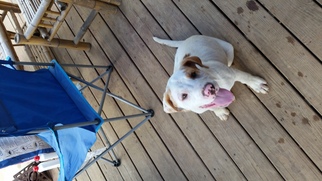 American Bulldog Dogs for adoption in Decatur, AL, USA