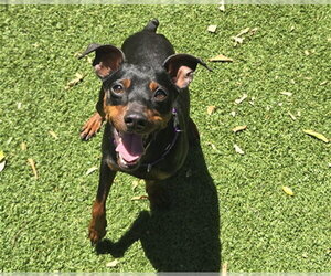 Miniature Pinscher Dogs for adoption in Redwood City, CA, USA