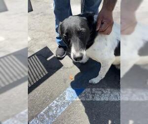 Border Collie Dogs for adoption in San Martin, CA, USA