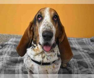 Basset Hound Dogs for adoption in Aurora, CO, USA