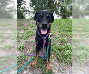 Rottweiler Dogs for adoption in Palmetto, FL, USA