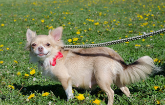 Medium Photo #1 Chihuahua Puppy For Sale in Catasauqua, PA, USA