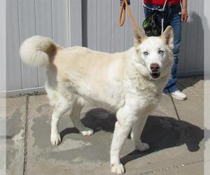 Siberian Husky Dogs for adoption in Louisville, KY, USA