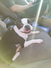 Boston Terrier Dogs for adoption in Colton, CA, USA