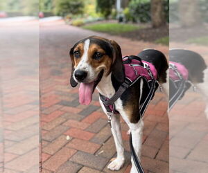 Mutt Dogs for adoption in Greenbelt, MD, USA