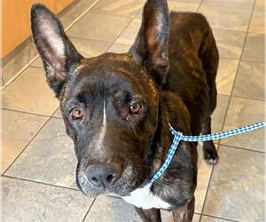 Dutch Shepherd -Unknown Mix Dogs for adoption in Orange, CA, USA
