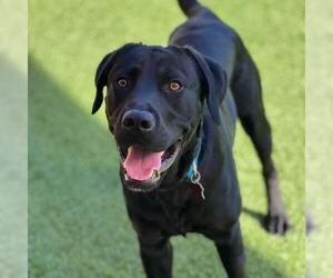 Labrador Retriever Dogs for adoption in San Diego, CA, USA