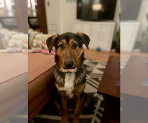 Mutt Dogs for adoption in Candler, NC, USA