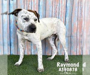 American Staffordshire Terrier-Unknown Mix Dogs for adoption in Conroe, TX, USA