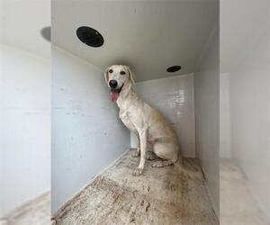 Saluki-Unknown Mix Dogs for adoption in Houston, TX, USA