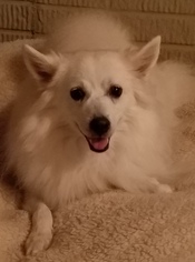 American Eskimo Dog Dogs for adoption in Randallstown, MD, USA