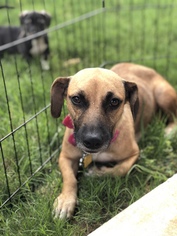 Puggle Dogs for adoption in Coppell, TX, USA