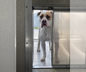 American Bulldog-Unknown Mix Dogs for adoption in Tracy, CA, USA