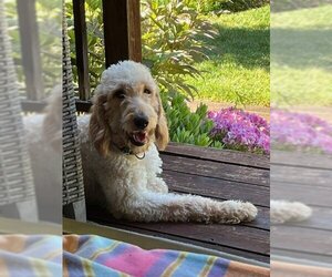 Goldendoodle (Miniature) Dogs for adoption in Chico, CA, USA