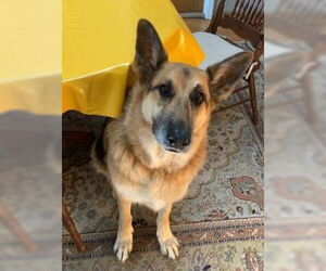 German Shepherd Dog Dogs for adoption in Cupertino, CA, USA