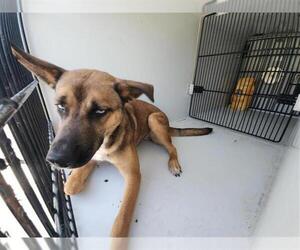 German Shepherd Dog-Unknown Mix Dogs for adoption in Houston, TX, USA