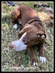 Medium Photo #1 American Pit Bull Terrier-Unknown Mix Puppy For Sale in Denison, TX, USA