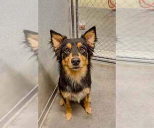 Australian Shepherd Dogs for adoption in Crystal, MN, USA
